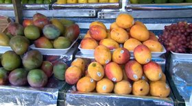 Tragédia de Mariana-MG: peixes estão contaminados