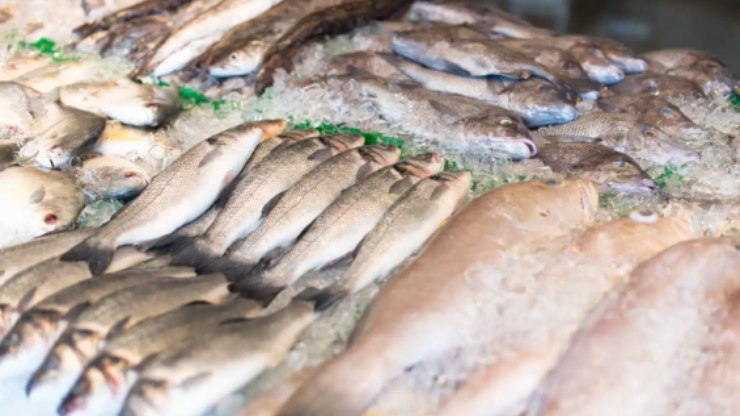 Revisão de regras para pesca amadora está em consulta pública