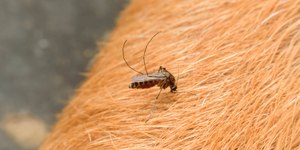Cães e gatos pegam dengue? Veja como proteger seus pets do mosquito