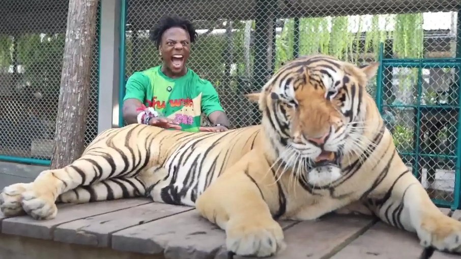 Streamer acaricia tigre dopado e causa polêmica na Tailândia Streamer acaricia tigre dopado e causa polêmica na Tailândia