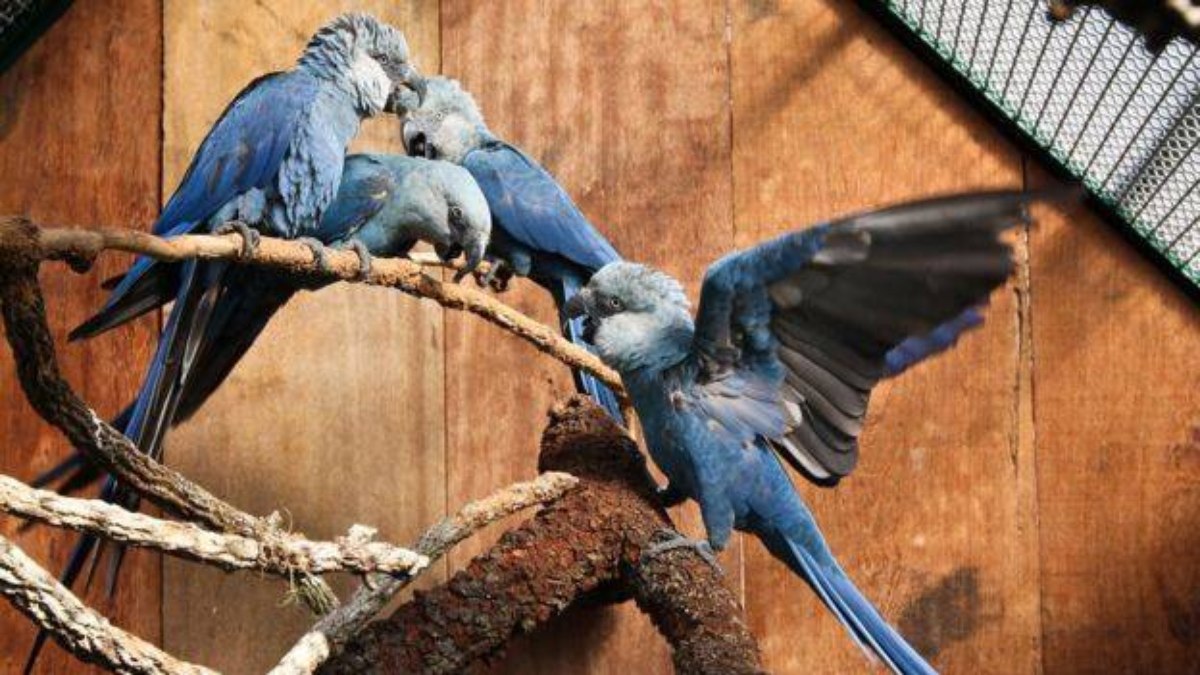 Até o momento, a ave só era encontrada em cativeiro, em projetos de conservação
