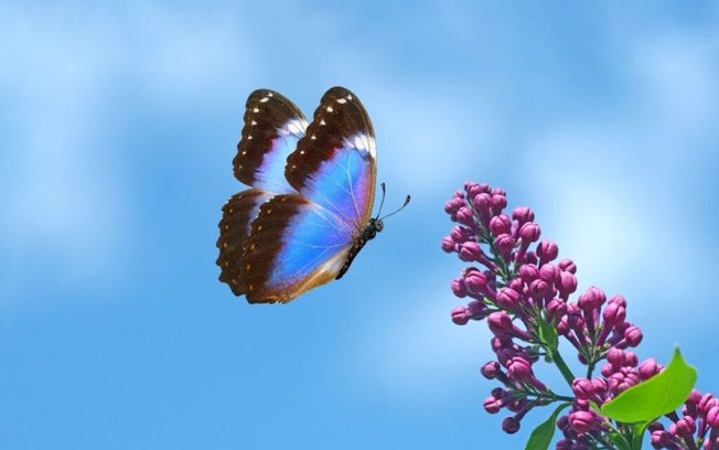 A natureza sempre encontra uma maneira de se fazer presente