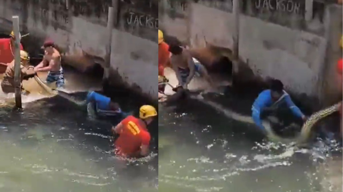 Serpente é retirada da água pelos bombeiros Serpente é retirada da água pelos bombeiros