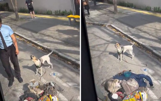 Cachorro enfrenta motorista após tutora ser barrada em ônibus