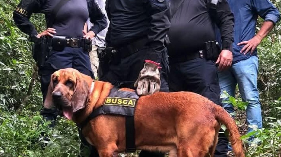K9 Pluto auxilia buscas por jovem desaparecido K9 Pluto auxilia buscas por jovem desaparecido