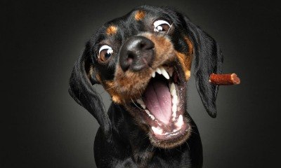 Fotógrafo viraliza com cliques inusitados de cachorros