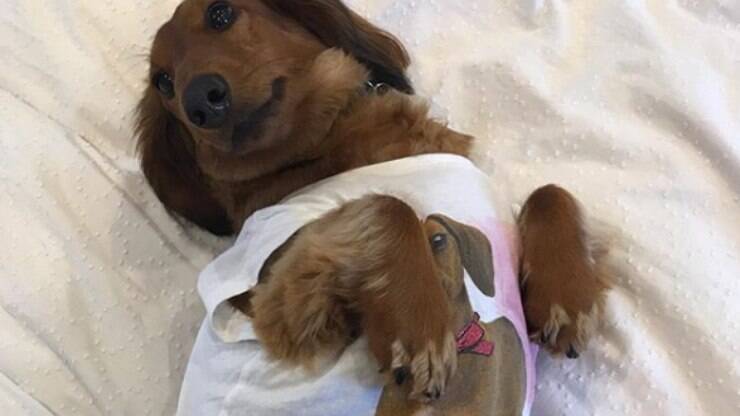 Hotel de luxo na Inglaterra é exclusivo para cachorros salsichas