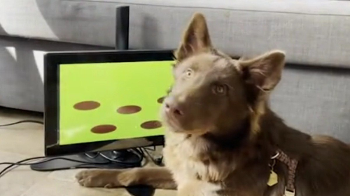 Startup cria videogame para cachorros