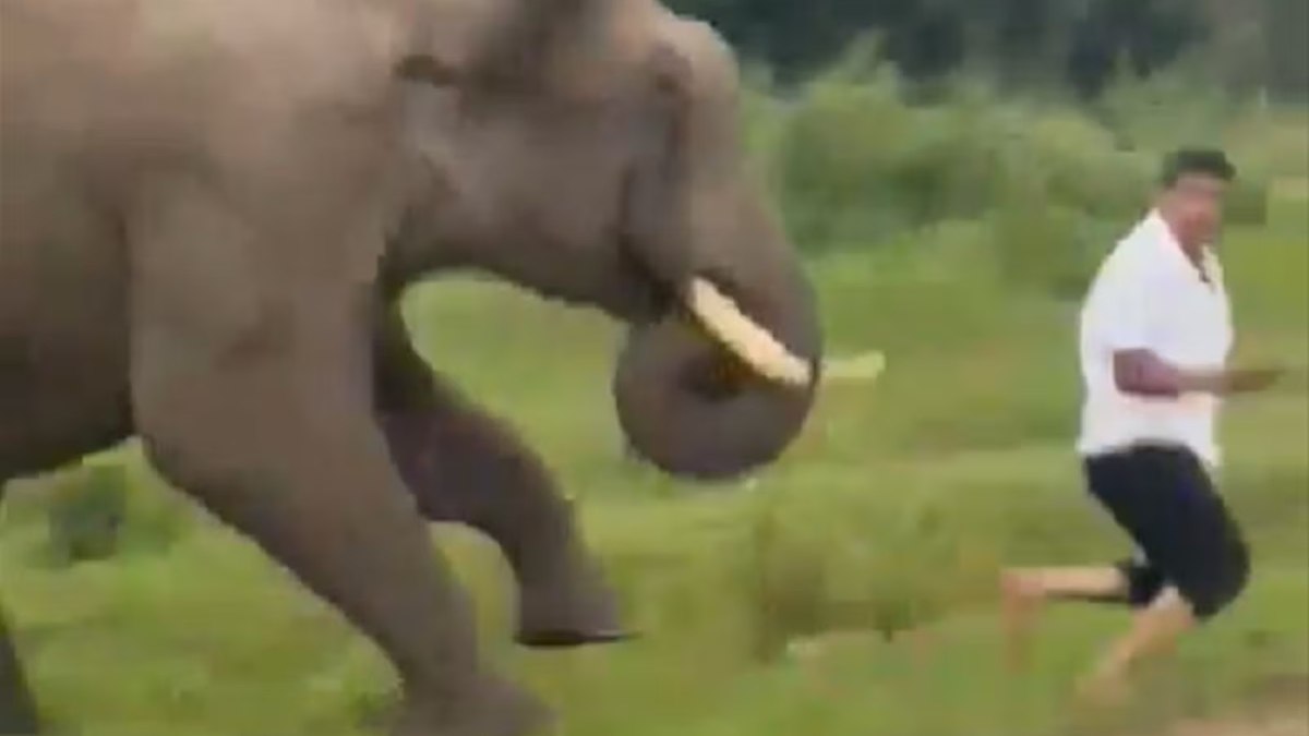 Turista é atacado por elefante ao tentar tirar selfie na Índia Turista é atacado por elefante ao tentar tirar selfie na Índia
