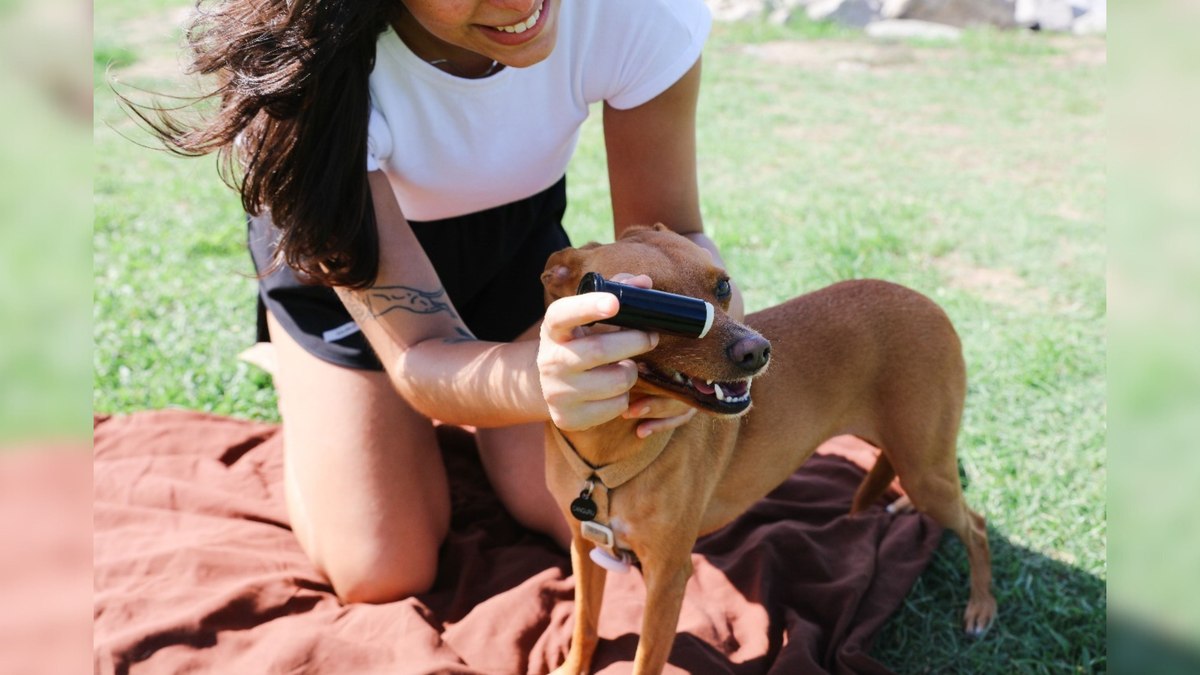 Cosméticos pet ganham espaço e viram aliados da saúde animal Cosméticos pet ganham espaço e viram aliados da saúde animal