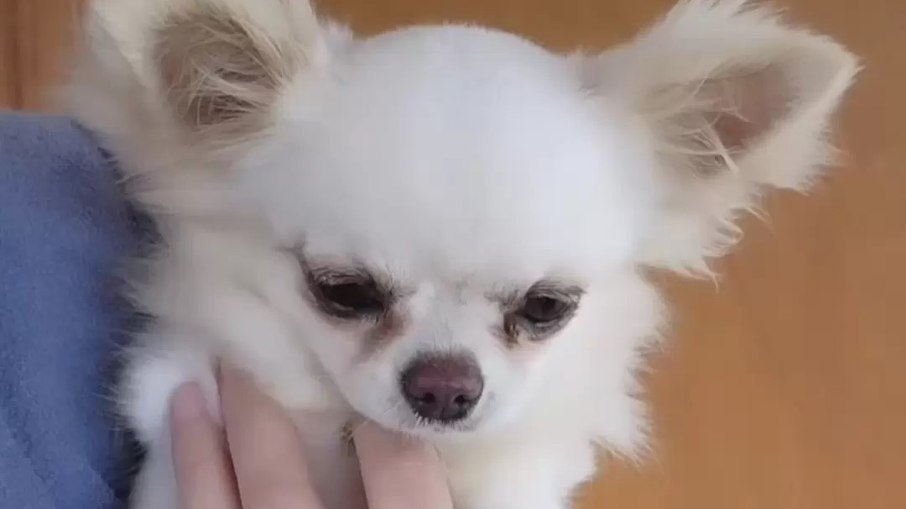 Chihuahua:27 cães foram resgatados e levados para abrigo