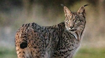 Lince%20raro%20%C3%A9%20salvo%20e%20sai%20da%20lista%20de%20animais%20sob%20risco%20elevado%20de%20extin%C3%A7%C3%A3o