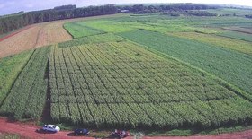 Nova safra deve reduzir preço do café