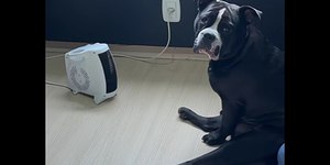 Cão vira meme ao grudar em aquecedor e ignorar dona no frio