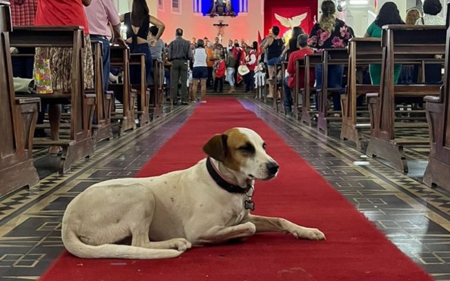 Morre “Dama do Largo”, cachorrinha símbolo da Cidade de Goiás 2265pz4w5a1h0otei48gd2zg9