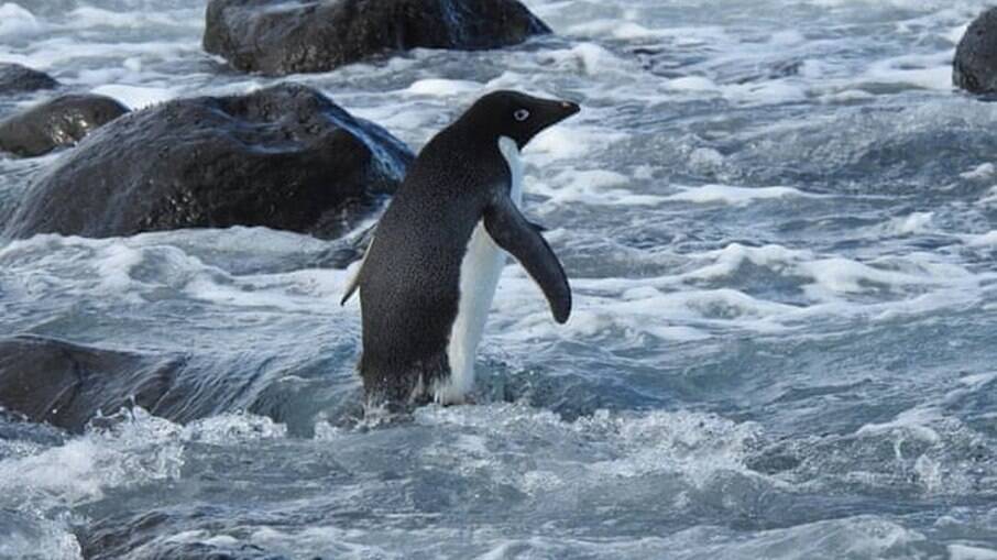 Pinguim da Antártida foi encontrado a 3.000 km de seu habitat 