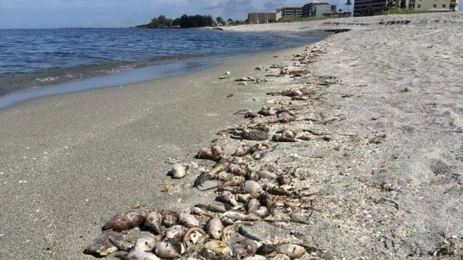 Peixes mortos em uma praia perto de Sarasota, Flórida, vítimas de toxinas da maré vermelha de 2018