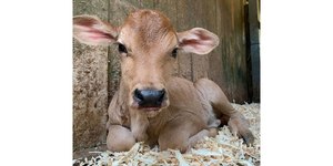 Vaca é encontrada em telhado de uma casa no interior de SP