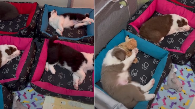 Filhotes de border collie encantam ao tirarem uma soneca juntos
