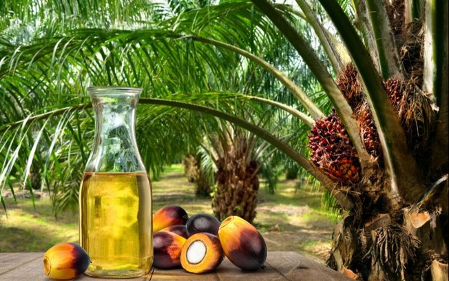 Óleo de palma tem potencial para crescimento no Brasil
