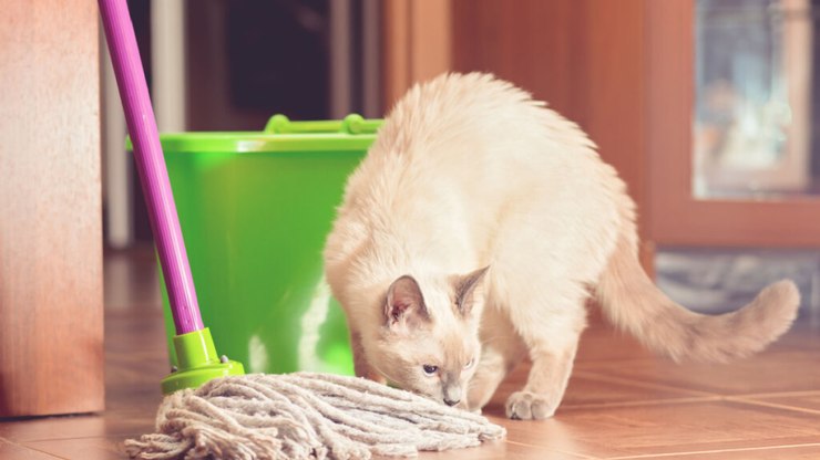 Gatinho hospitalizado é “adotado” por outro gato e momento viraliza; veja  vídeo