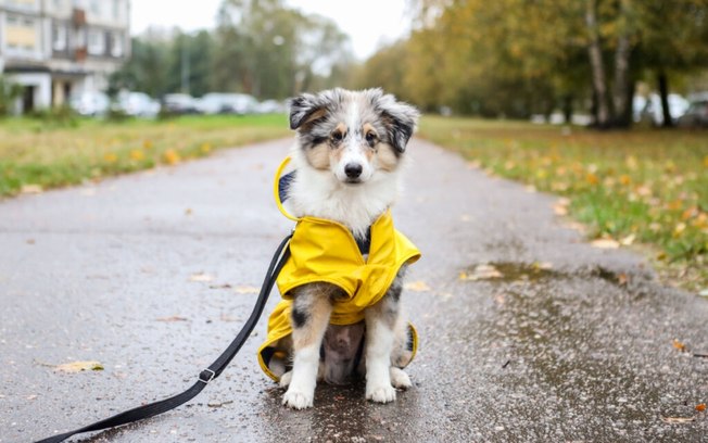 10 cuidados ao passear com o cachorro em dias de chuva