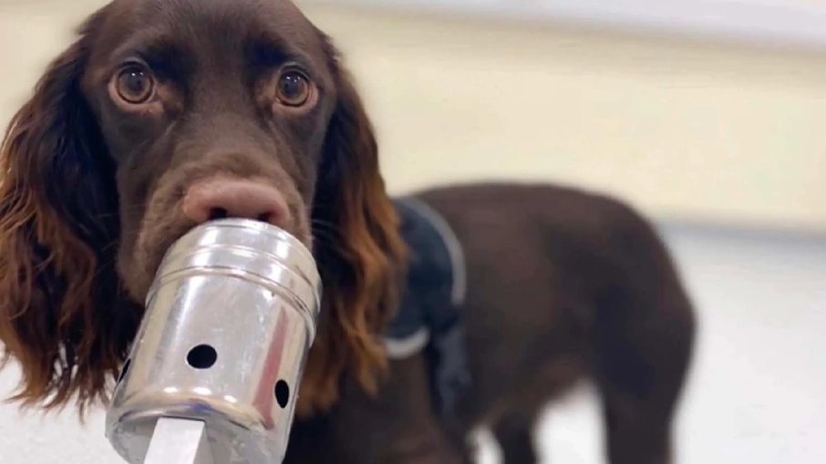 Os cientistas colocaram quatro cães para cheirar amostras de fluidos corporais de pessoas estressadas e relaxadas.