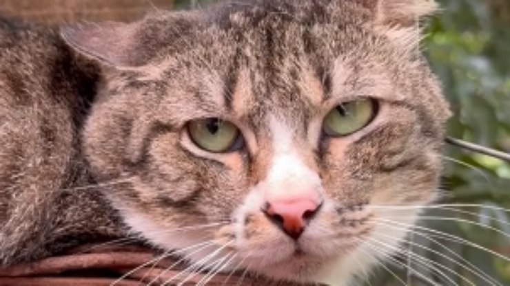 Gato "rejeita" pedido de folga de tutor em negociação engraçada
