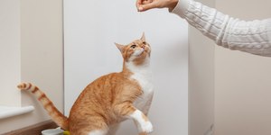 Cauda do gato: o que os movimentos revelam sobre as emoções