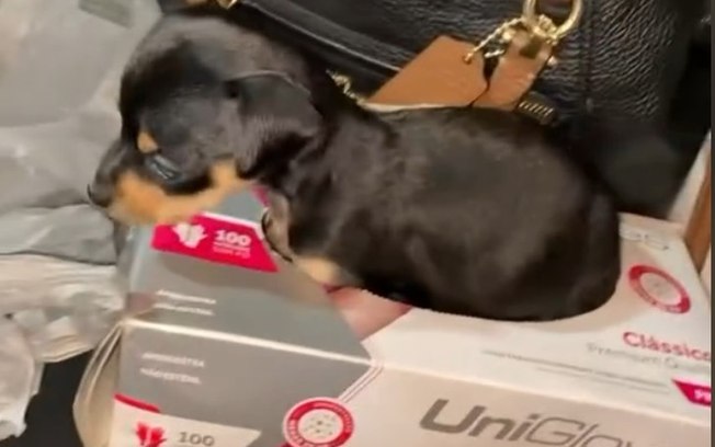 Vídeo de pinscher “zero” que cresceu demais viraliza na internet 22xso5e8vgdix4sp2h4qms4cu