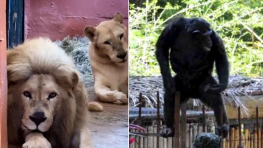 BH apura mortes seguidas de chimpanzé e leoa-branca no zoológico