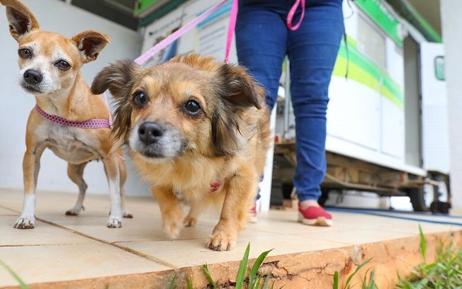 DF: projeto usa coleiras refletivas em cães abandonados para evitar atropelamentos