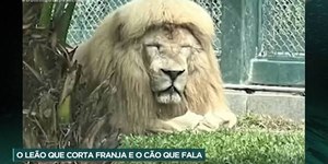 Leão "de franja" morre em zoológico chinês