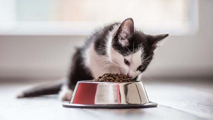 Saúde do intestino influencia o bem-estar de cães e gatos