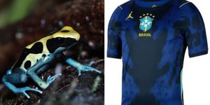 Conheça o sapo que inspira a camiseta da Seleção na Copa