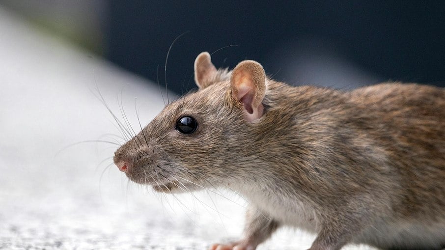 Veja quatro espécies de plantas para espantar os ratos do seu quintal