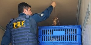 Quase 1 tonelada de lagosta é apreendida em rodovia federal no RN