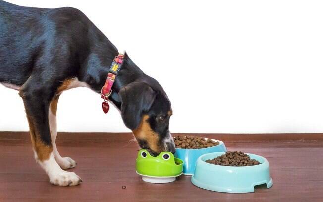 É importante oferecer o alimento ao cachorro em pequenas porções, caso se note que ele está comendo muito rápido
