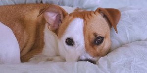 5 coisas que você precisa saber sobre o sono dos cães