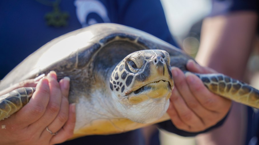 Público que estava na praia acompanhou a volta do animal ao habitat natural