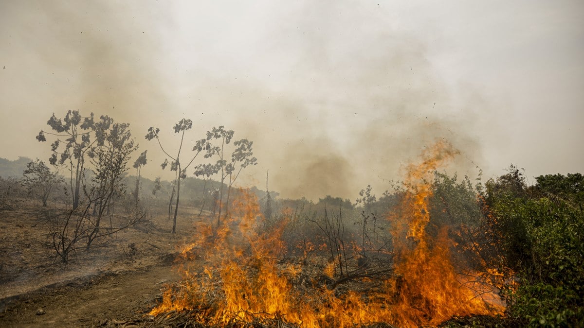Incêndio florestal que atinge o Parque Nacional do Pantanal Mato-Grossense
