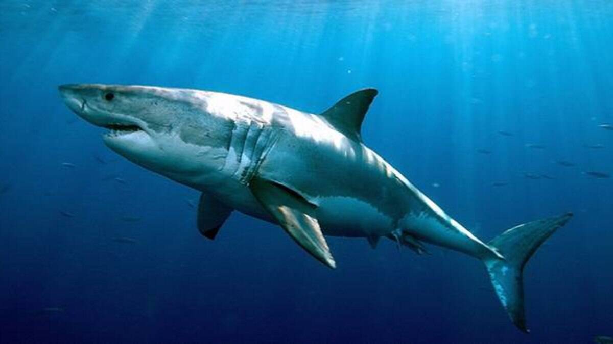 Número de ataques de tubarões no mundo voltam a crescer em 2021