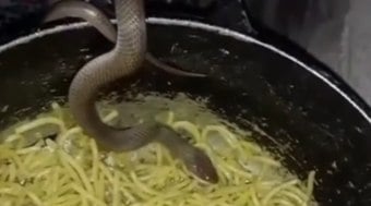 Cobra%20%C3%A9%20flagrada%20comendo%20macarr%C3%A3o%20direto%20na%20panela