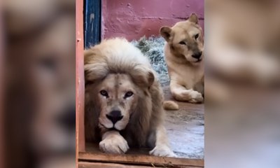 Leoa-branca de 14 anos morre durante procedimento no Zoo de BH