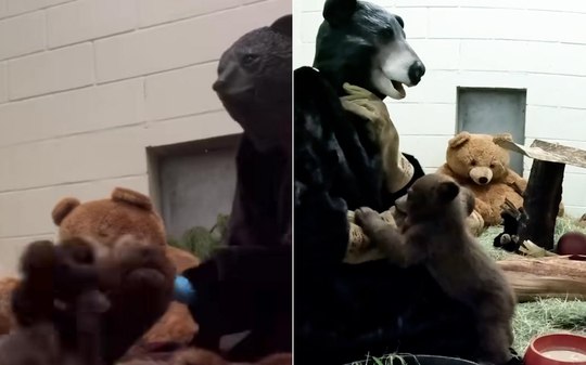 Funcionários usam fantasia de urso para alimentar filhotes; vídeo