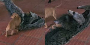 Cães brincando com tamanduá encantam a web: "Fofo demais"