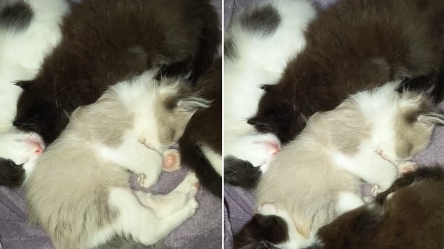 Soneca coletiva! Filhotes de gato formam montinho para dormir juntinhos