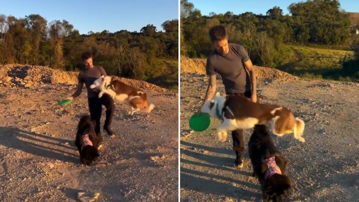 Border collie e chow chow exibem personalidades opostas