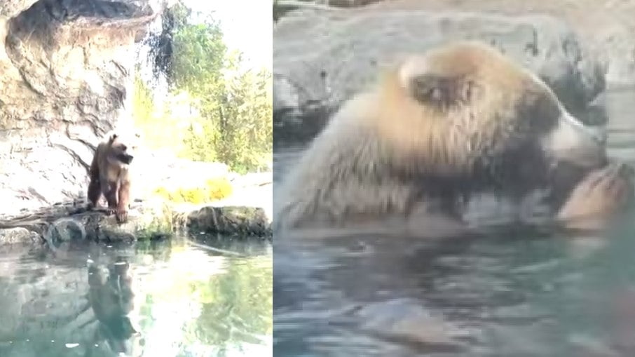 Urso comeu patos em zoológico dos EUA
