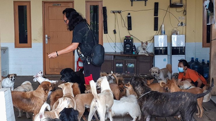 Após resgate, como fica os animais depois de um
desastre natural?